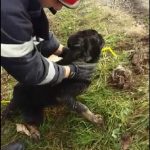 Misiune de salvare a unui câine cazut intr-un canal, a pompierilor oradeni. VIDEO