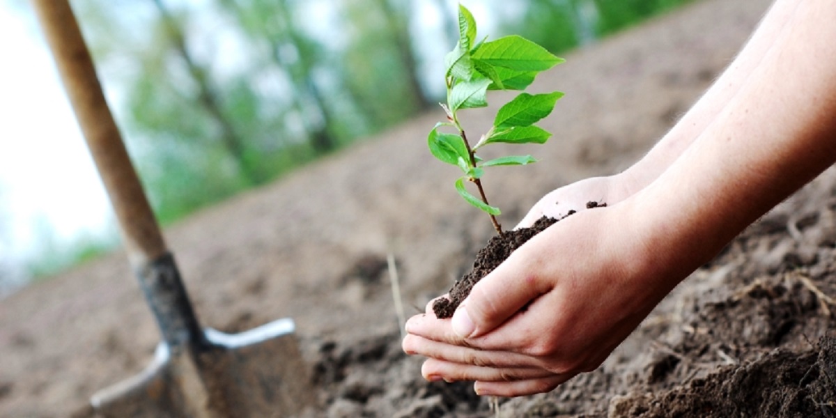 Primaria a plantat peste 300 de arbori pe centura, iar altii de saptamana viitoare