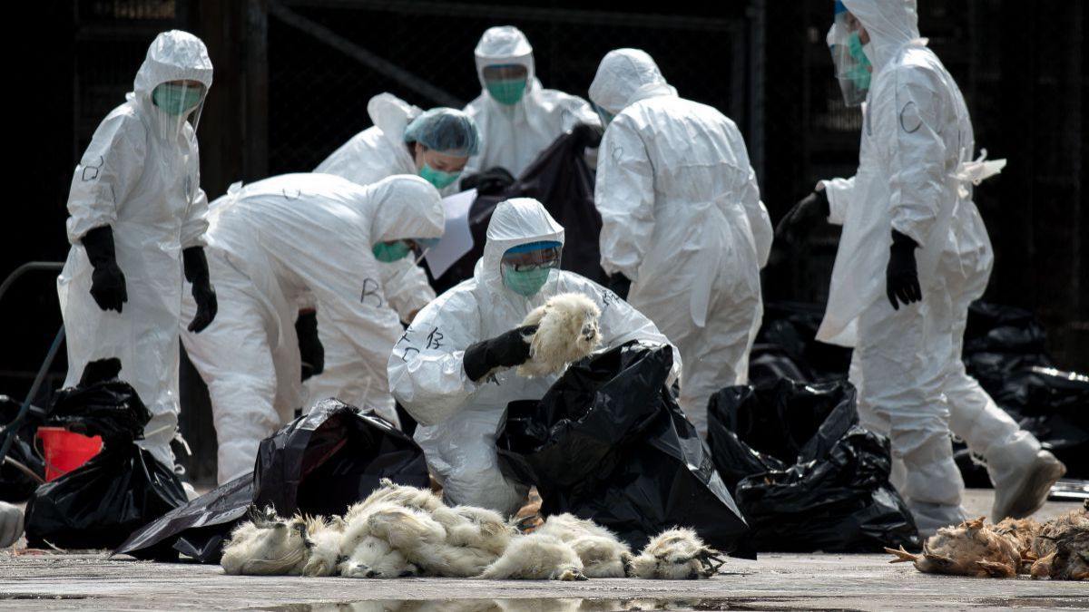 STARE DE ALERTA la nivelul judetului Bihor. GRIPA AVIARA (H5N8) detectata la granita cu Ungaria
