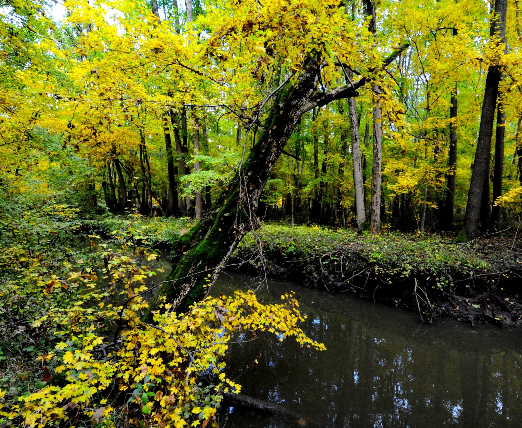 10 mai – Ziua Mondială a Păsărilor Migratoare. Parcul Natural Cefa (FOTO)