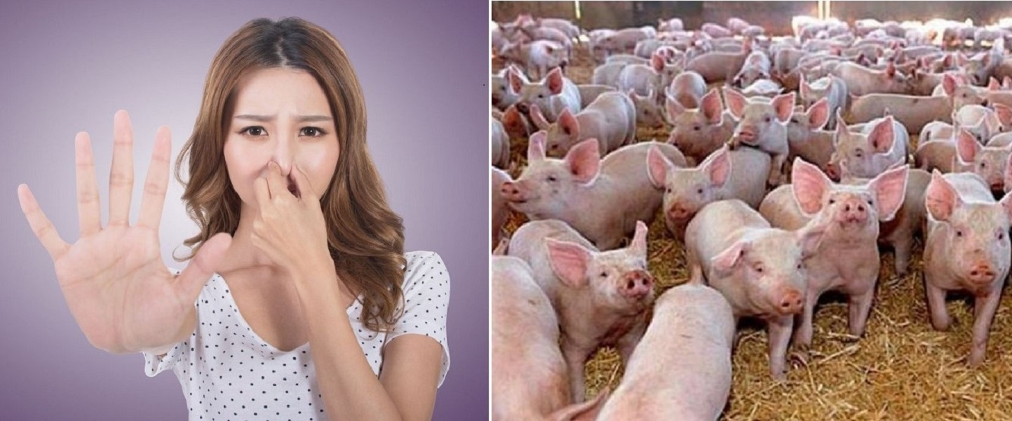 Demersurile impotriva mirosului de porci din Oradea, au ajuns la un nivel fara precedent.
