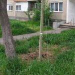 Primaria Oradea avertizeaza! Spatiile verzi adiacente imobilelor pe care le detin trebuie intretinute de proprietari, altfel risca sanctiuni