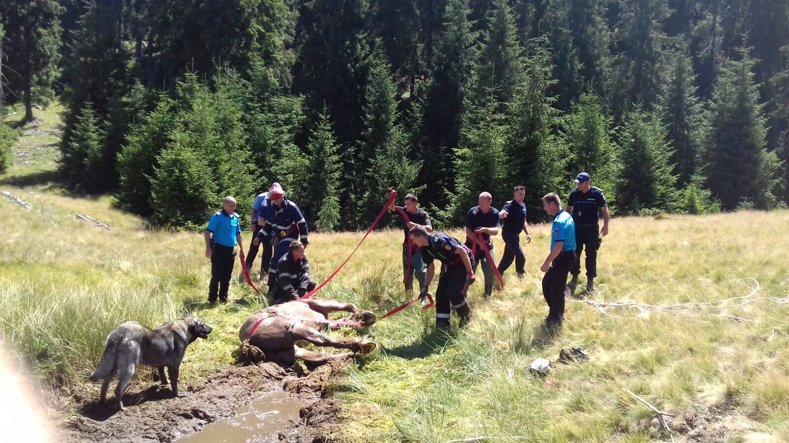 Pompierii din Stei au salvat un cal imobilizat intr-o mlastina in Zona Padis (FOTO)
