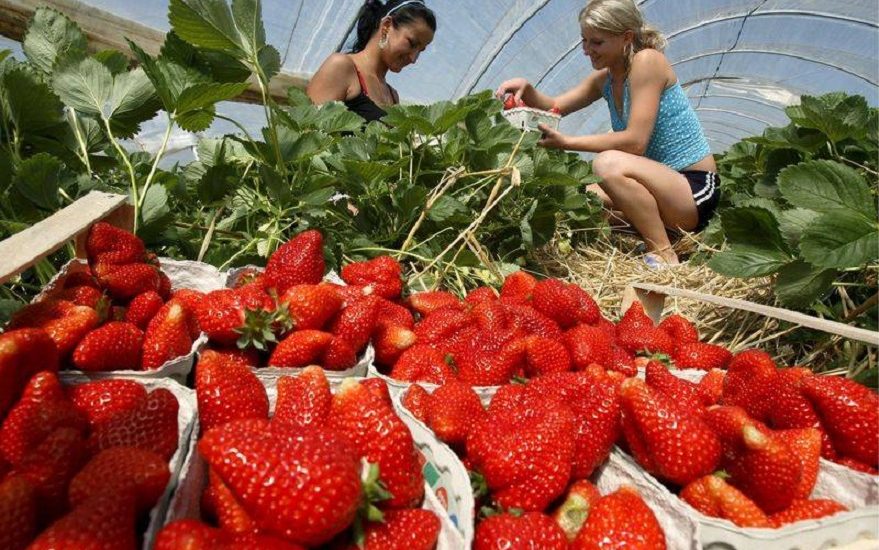 900 locuri de muncă în domeniul agricol (recoltare fructe) în Spania prin intermediul Reţelei EURES ROMÂNIA