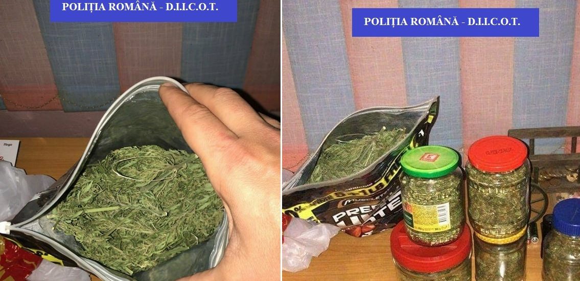 Bihorean prins cu aproape un kg de cannabis. Acesta cultiva si fabrica drogurile la domiciliu (FOTO)