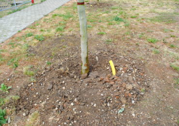 Arbori plantati Oradea mai 2018