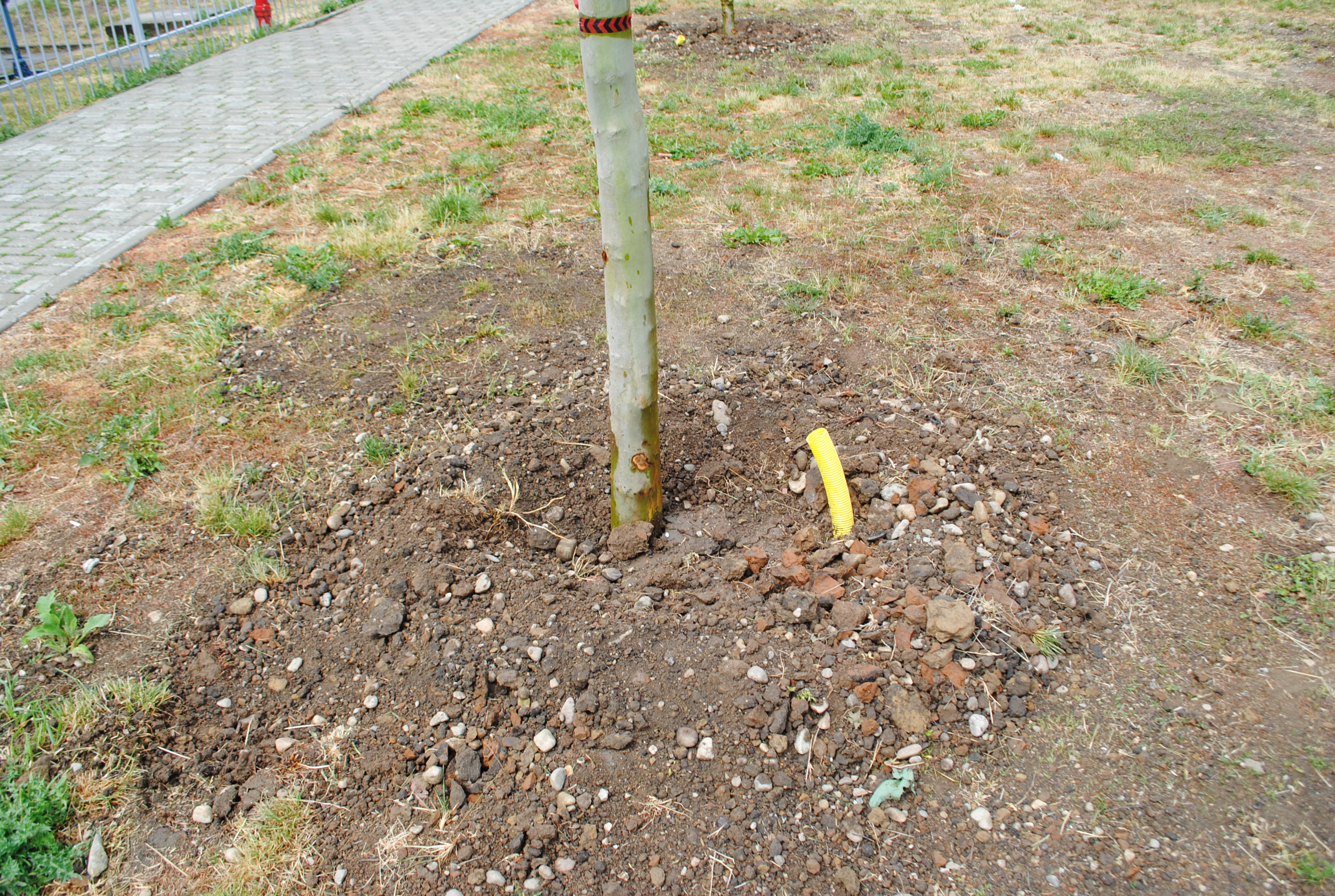 Primaria Oradea taie 15 arbori si planteaza altii 51 pe malul Crisului Repede, intre Podul Ladislau si Podul Centenarului