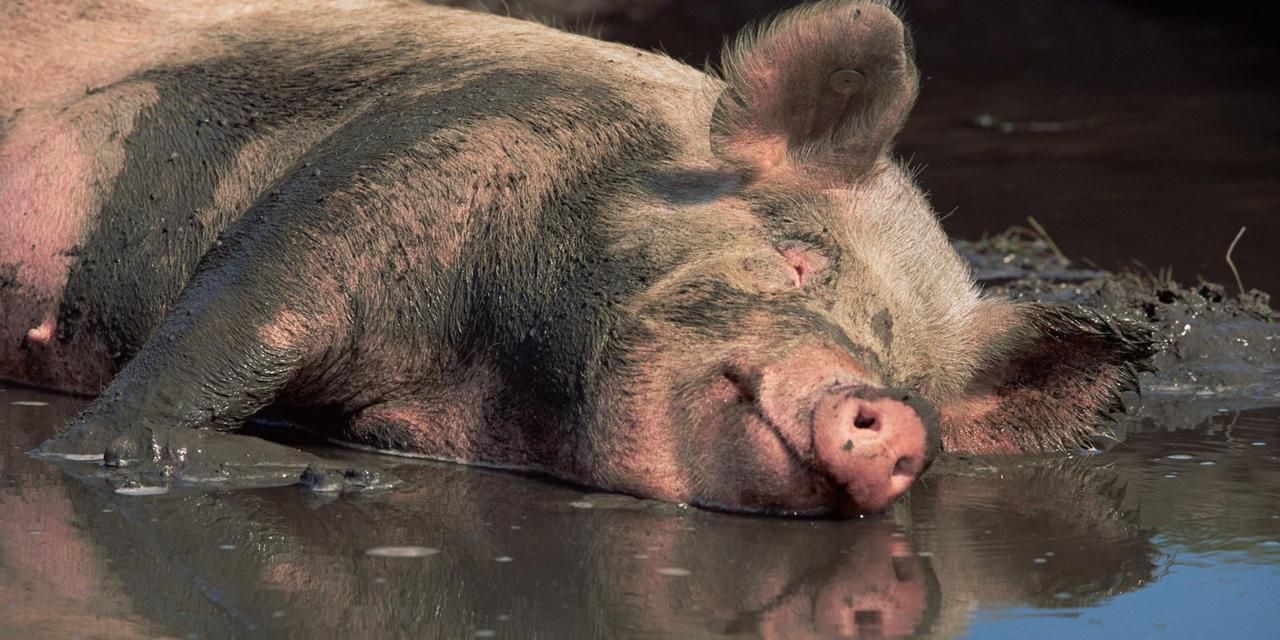 Numarul de focare  de pesta porcina, in judetul Bihor, a ajuns la 27. Vezi ce localitati sunt afectate