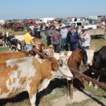 Prefectura Bihor: Incepand cu 11.07.2018 se inchid toate targurile de animale din judet