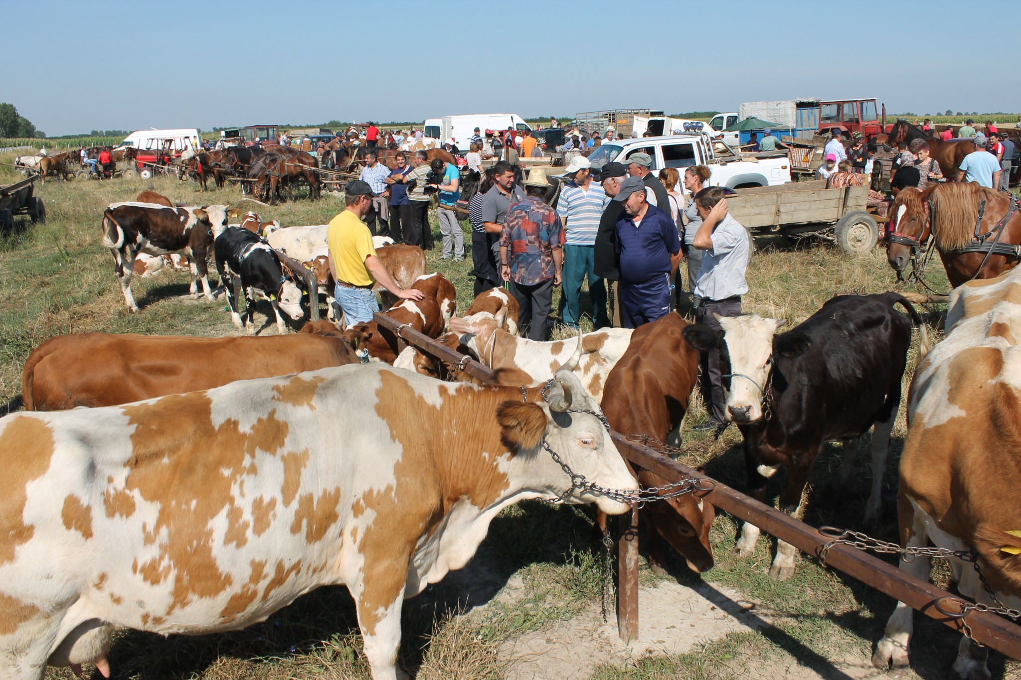 Prefectura Bihor: Incepand cu 11.07.2018 se inchid toate targurile de animale din judet