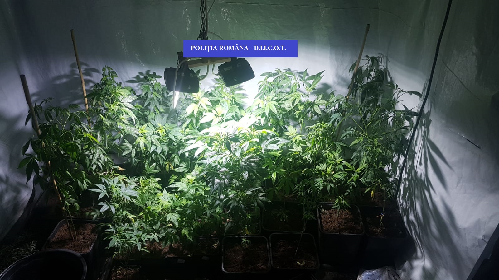 Doi oradeni prinsi in flagrant facand trafic cu droguri de risc. Au fost descoperite aproape 2 kg de cannabis
