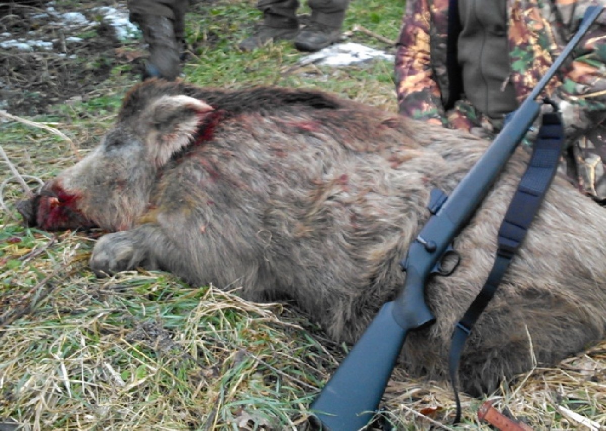 APM Bihor: Amenzi uriase pentru braconaj sau detinerea unui animal salbatic mort
