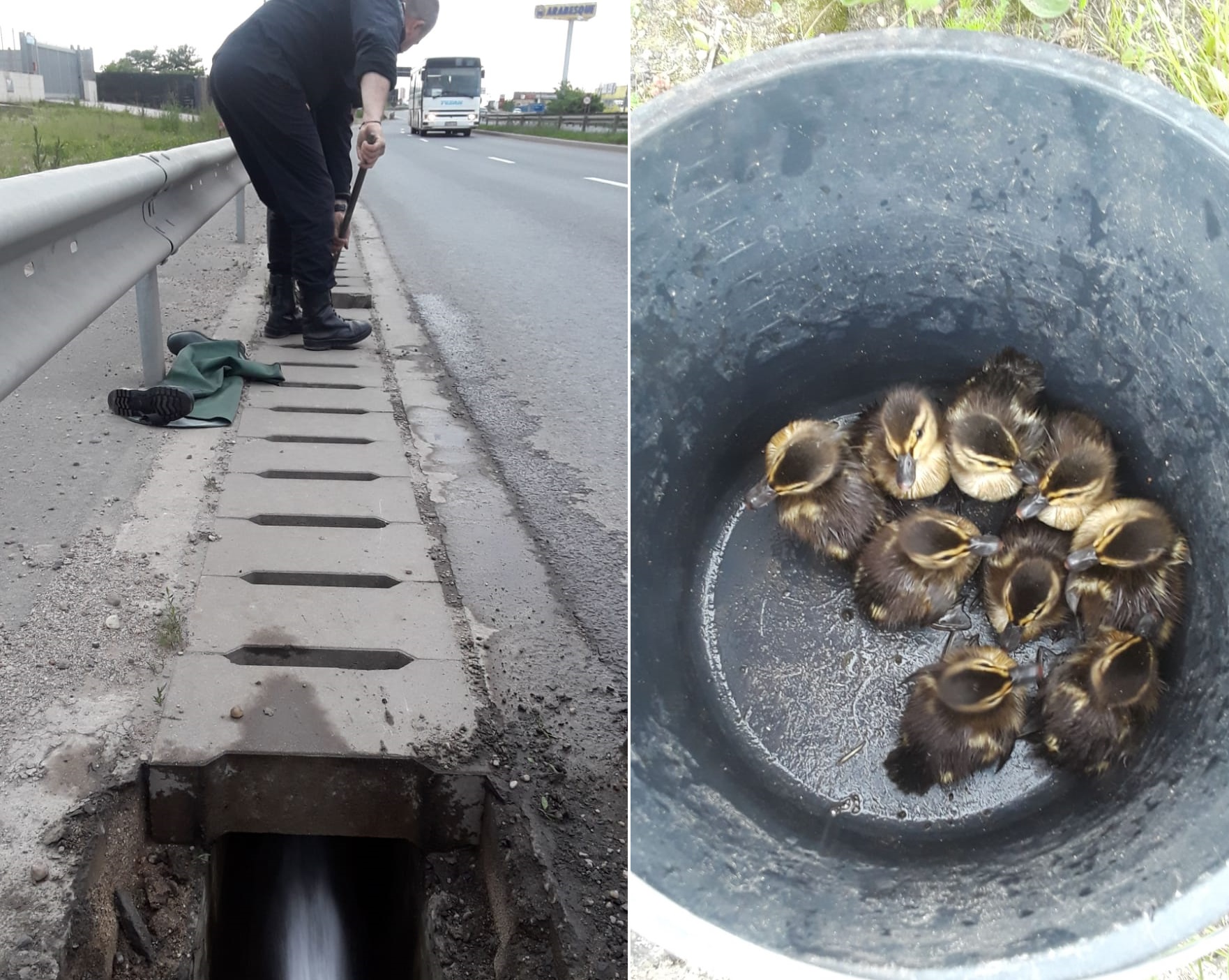 Misiune inedită pentru pompierii orădeni, care au salvat noua boboci de rata salbatica dintr-un canal
