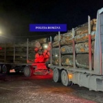 Peste 43 mc de lemne fara acte, confiscate de politistii bihoreni