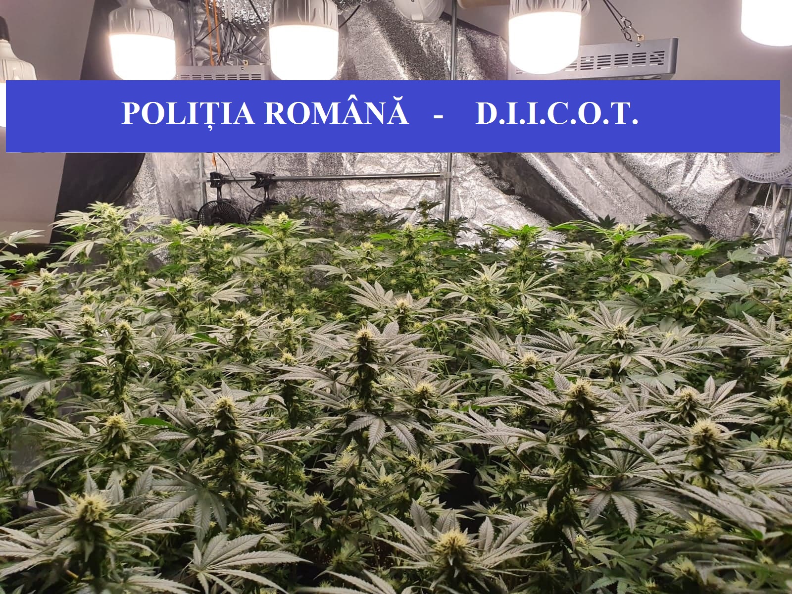 Cultura indoor de cannabis descoperita in Oradea, detinuta de mai multi tineri din Oradea si Baia Mare