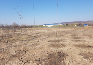 3500 de puieti de pomi plantati in Cartierul Tineretului din Oradea