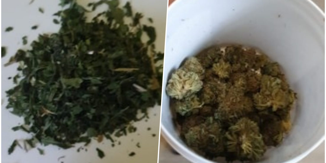 Cannabis confiscat in Oradea, de la o firma ce vindea on-line si en-detail
