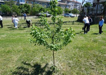 Oradea Verde: 250 de arbori diferiti, plantati in Oradea in 2 zile