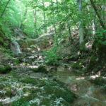 Atracții naturale din Căbești, devenite arii naturale protejate de interes județean (FOTO)