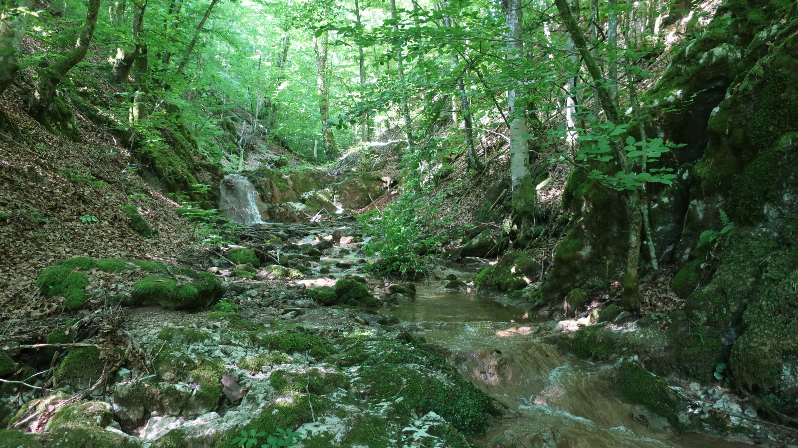 Atracții naturale din Căbești, devenite arii naturale protejate de interes județean (FOTO)