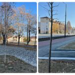 60 de pomi plantati in spatiile amenajate pe coridorul Nufarul-Cantemir
