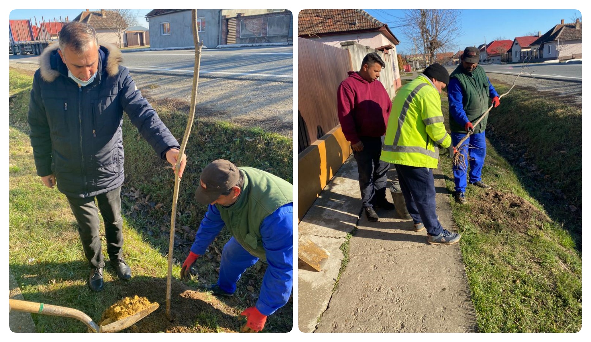 A început plantarea arborilor de-a lungul drumurilor naționale. Gepiu e comuna cea mai harnica, a plantat deja 100 de arbori pe DN 79