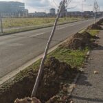 Primaria Oradea a plantat 700 de arbori in campania de toamna