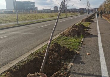 Primaria Oradea a plantat 700 de arbori in campania de toamna