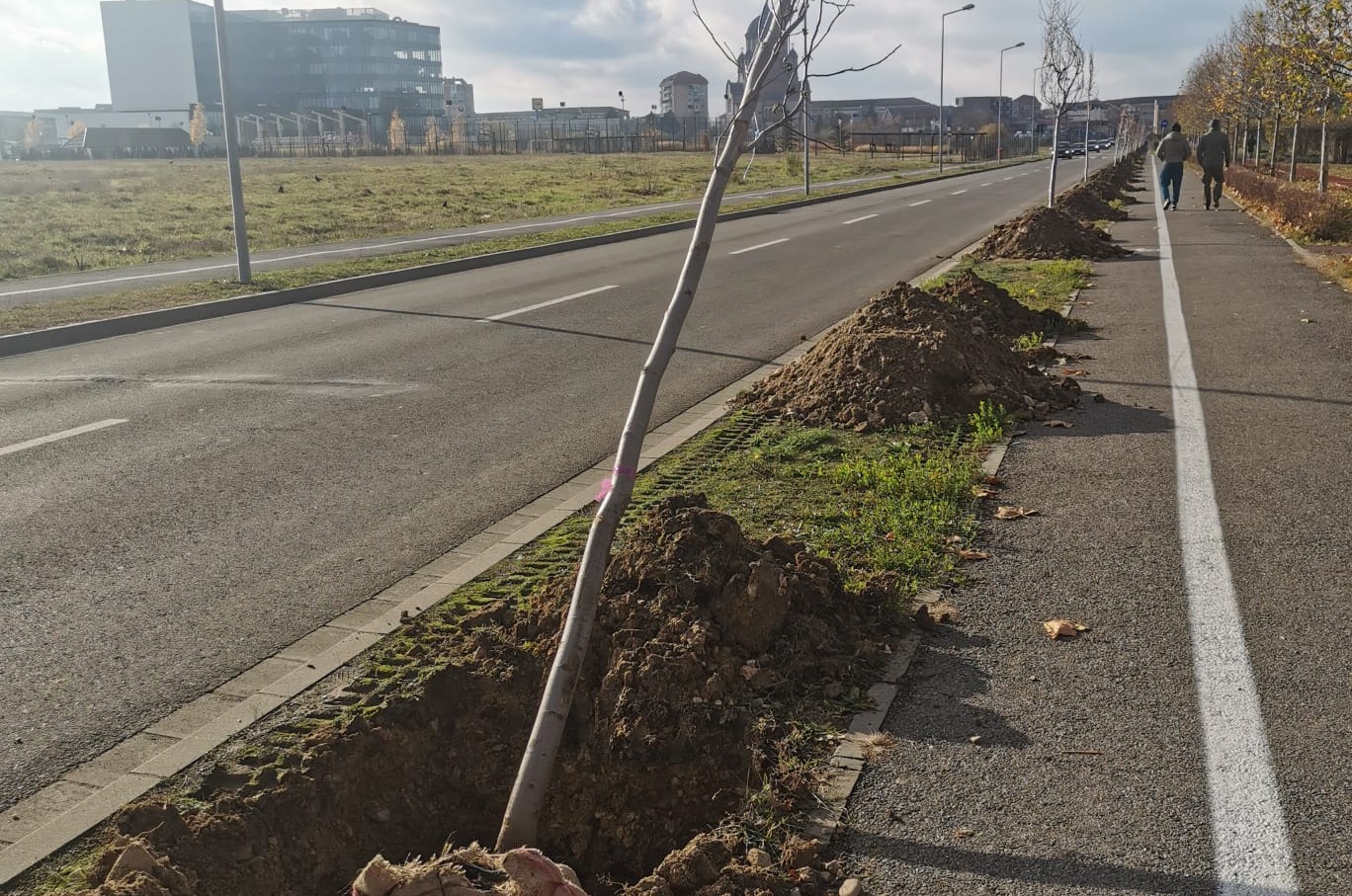 Primaria Oradea a plantat 700 de arbori in campania de toamna
