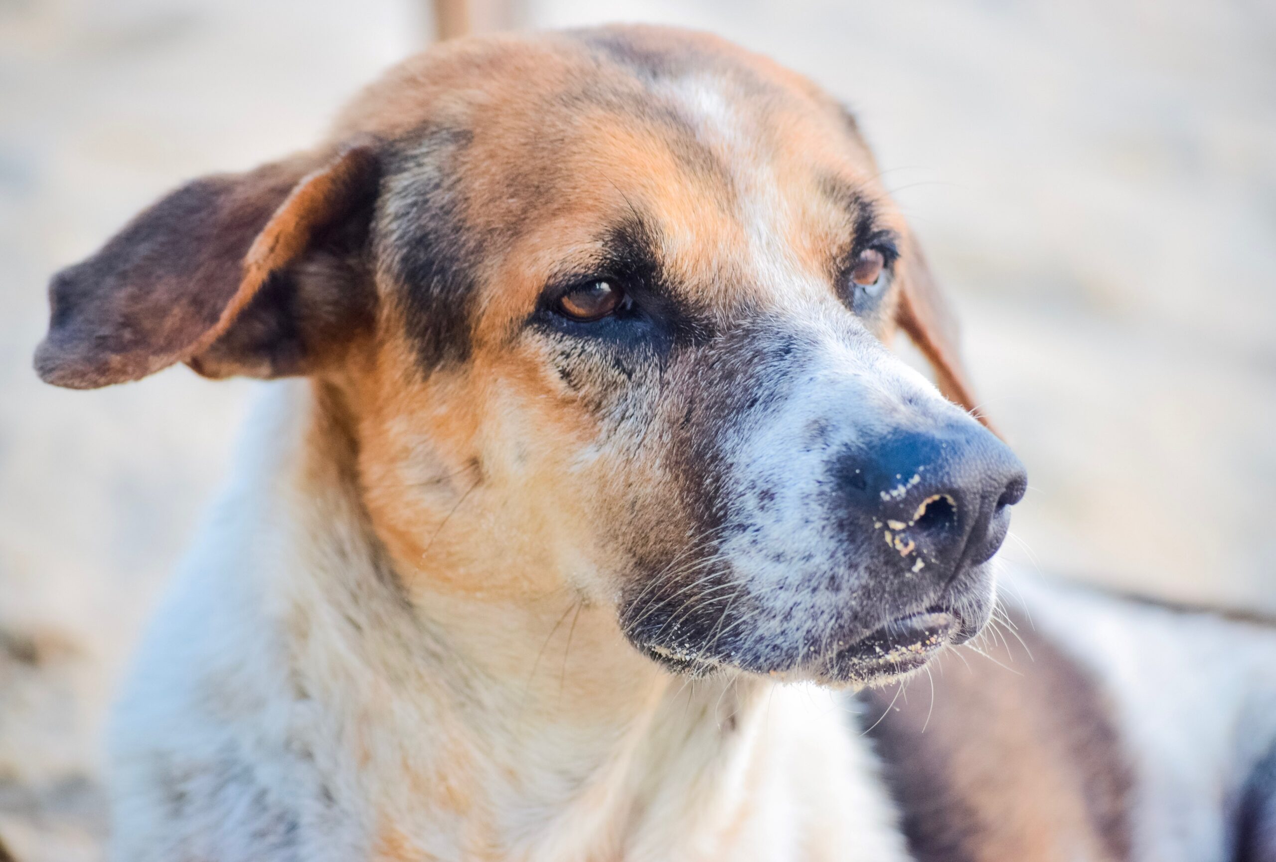 De astazi intră în vigoare noile prevederi legale privind protecția animalelor. Sanctiuni aspre pentru actele de violenta impotriva animalelor