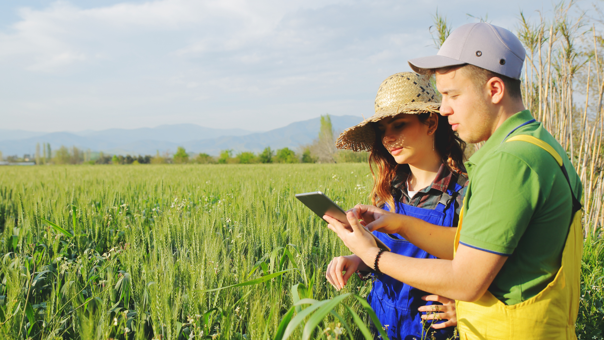 Producătorii agricoli care au fost afectați de seceta de anul trecut pot solicita subvenții la Primaria Oradea