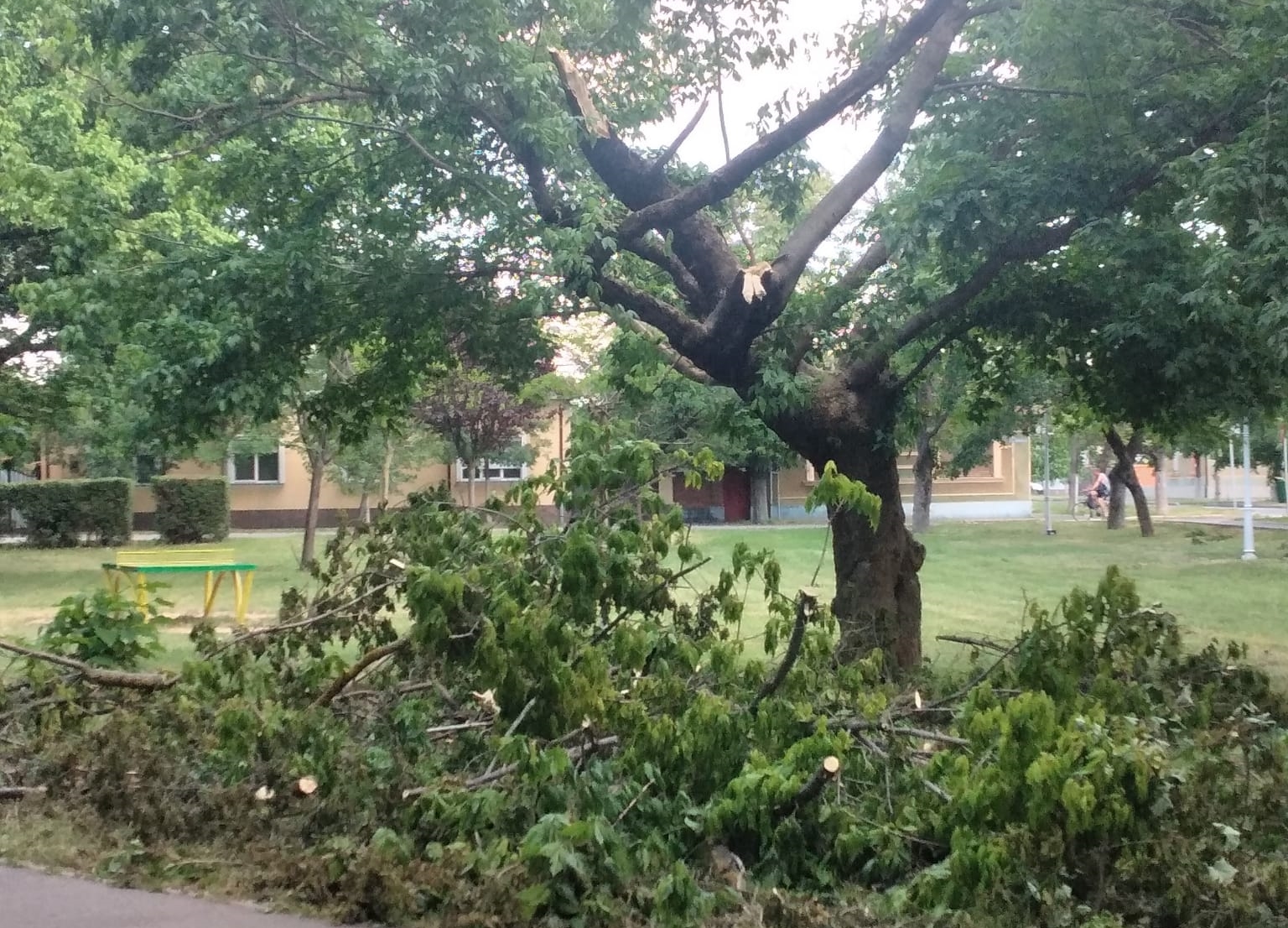 Primaria Oradea | În perioada următoare se vor face intervenții la arborii care prezintă un pericol pentru siguranța oamenilor sau a bunurilor