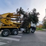VIDEO | Primaria Oradea transplanteaza 18 arbori si arbusti din calea pasajelor din Piata Gojdu, cu un utilaj special – Big John 90 D