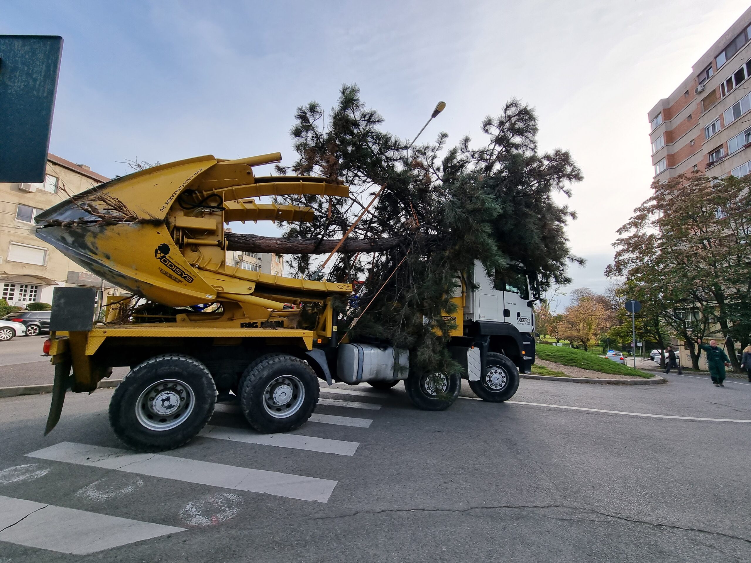VIDEO | Primaria Oradea transplanteaza 18 arbori si arbusti din calea pasajelor din Piata Gojdu, cu un utilaj special – Big John 90 D