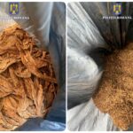 Peste 18 kg de tutun, fara documente legale, descoperite in Tinca la o femeie, in timp ce incerca sa le vanda la o piata locala