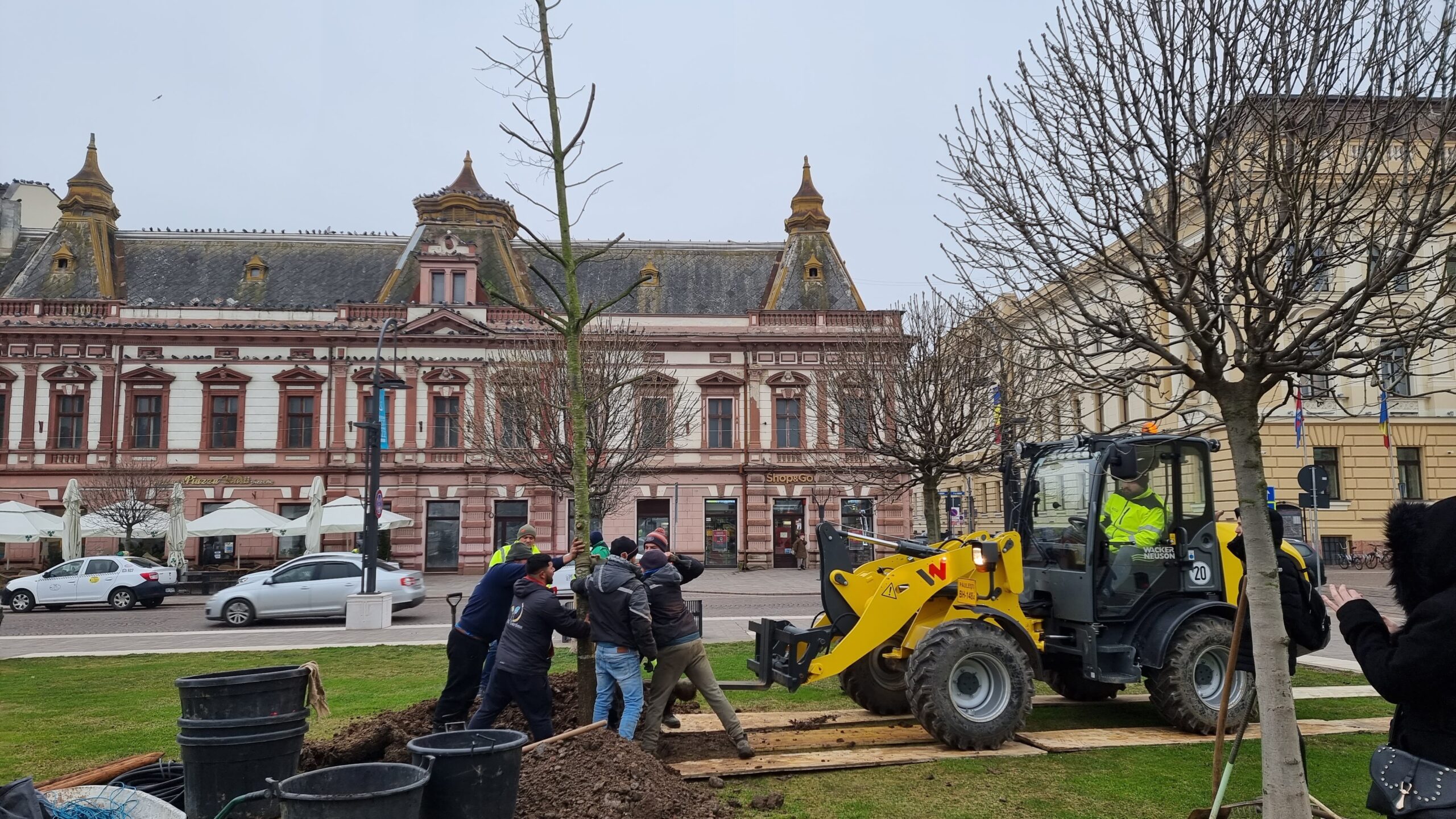 Foto | Au fost plantati si cei 3 stejari rosii in Piata Unirii
