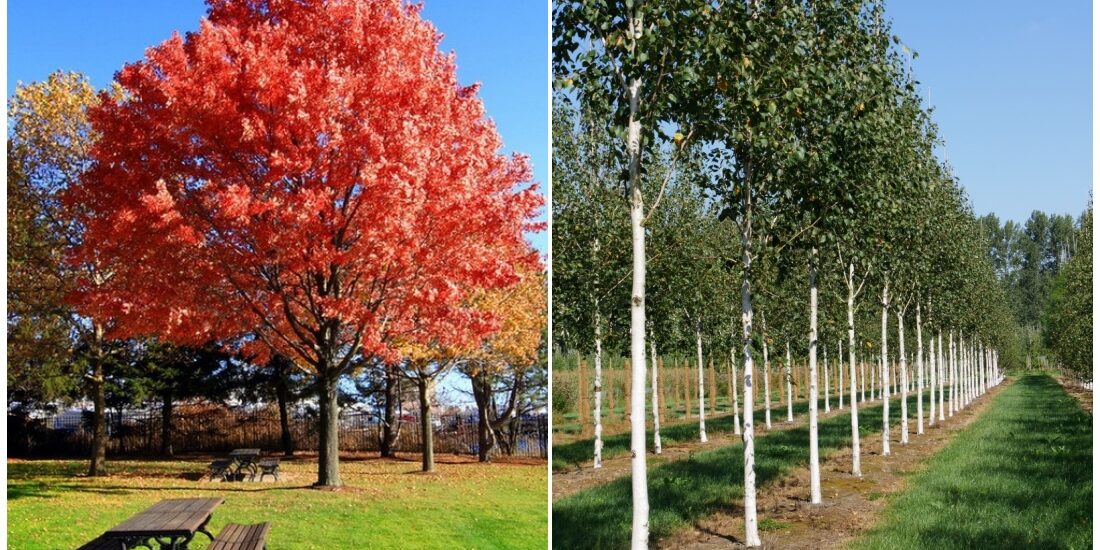Piata Unirii va fi redecorata piesagistic. 15 arbori de talie mare (mesteacan alb de Himalaya si stejari rosii) vor fi plantati in piata