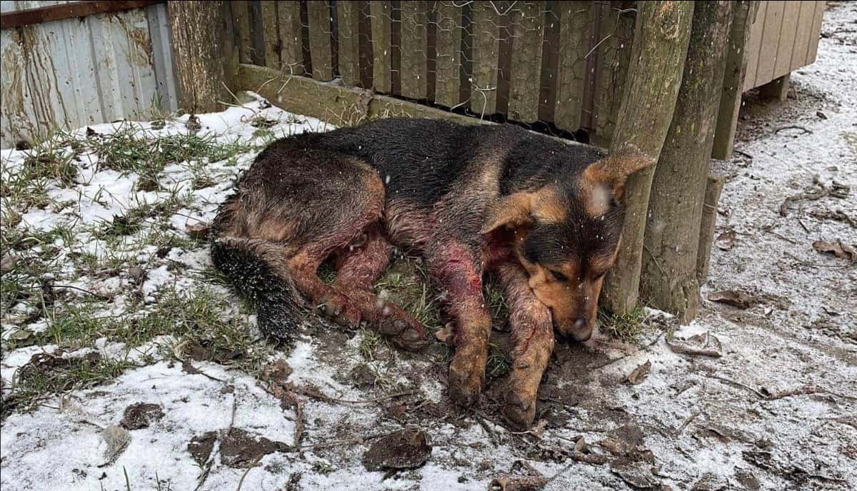 Un cioban din Bihor a fost retinut de politisti dupa ce a schingiuit un caine, taindu-i coada cu un topor