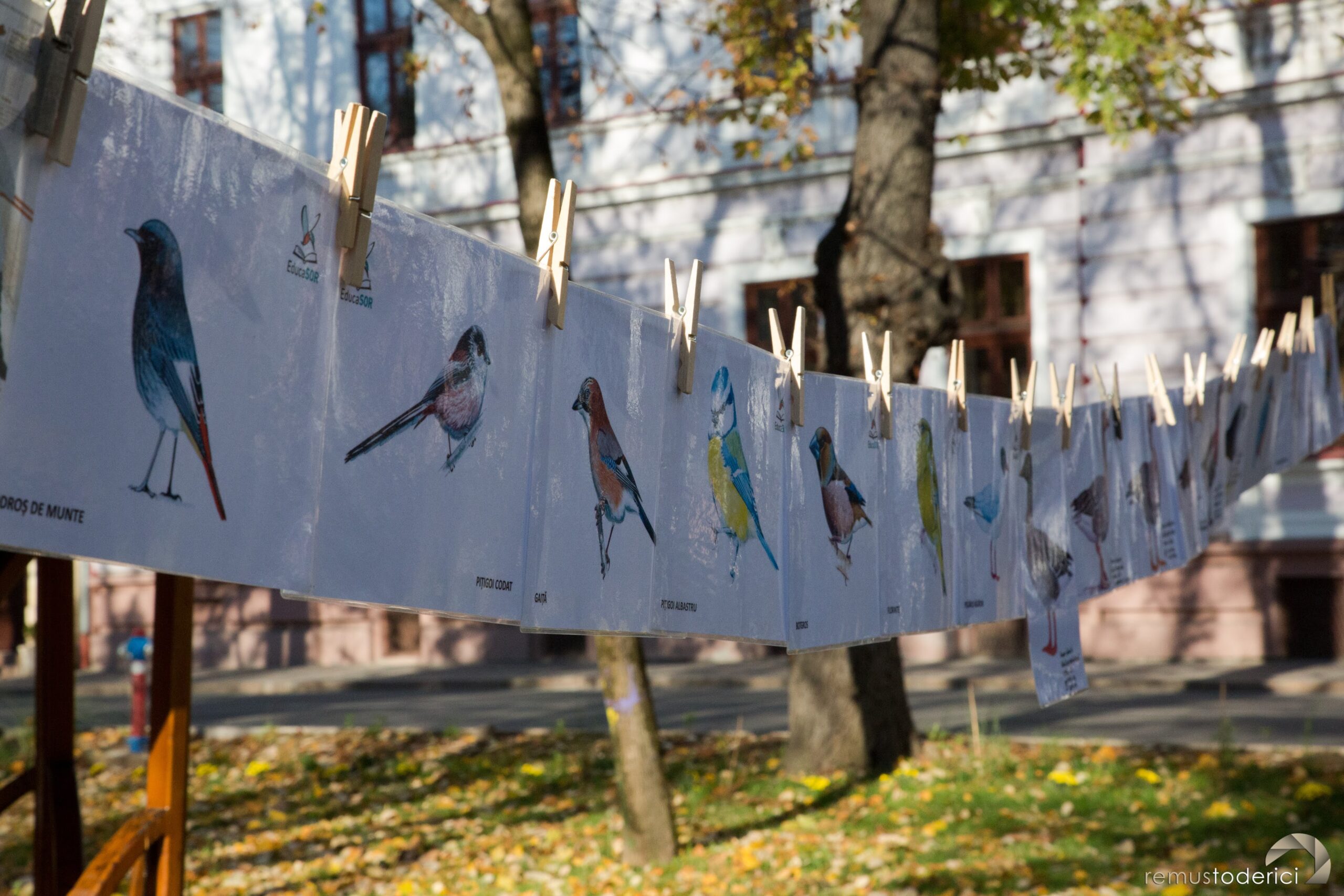 Ateliere de Birdwatching destinat familiilor, organizate de Fundația Comunitară Oradea și EUROPE DIRECT Oradea