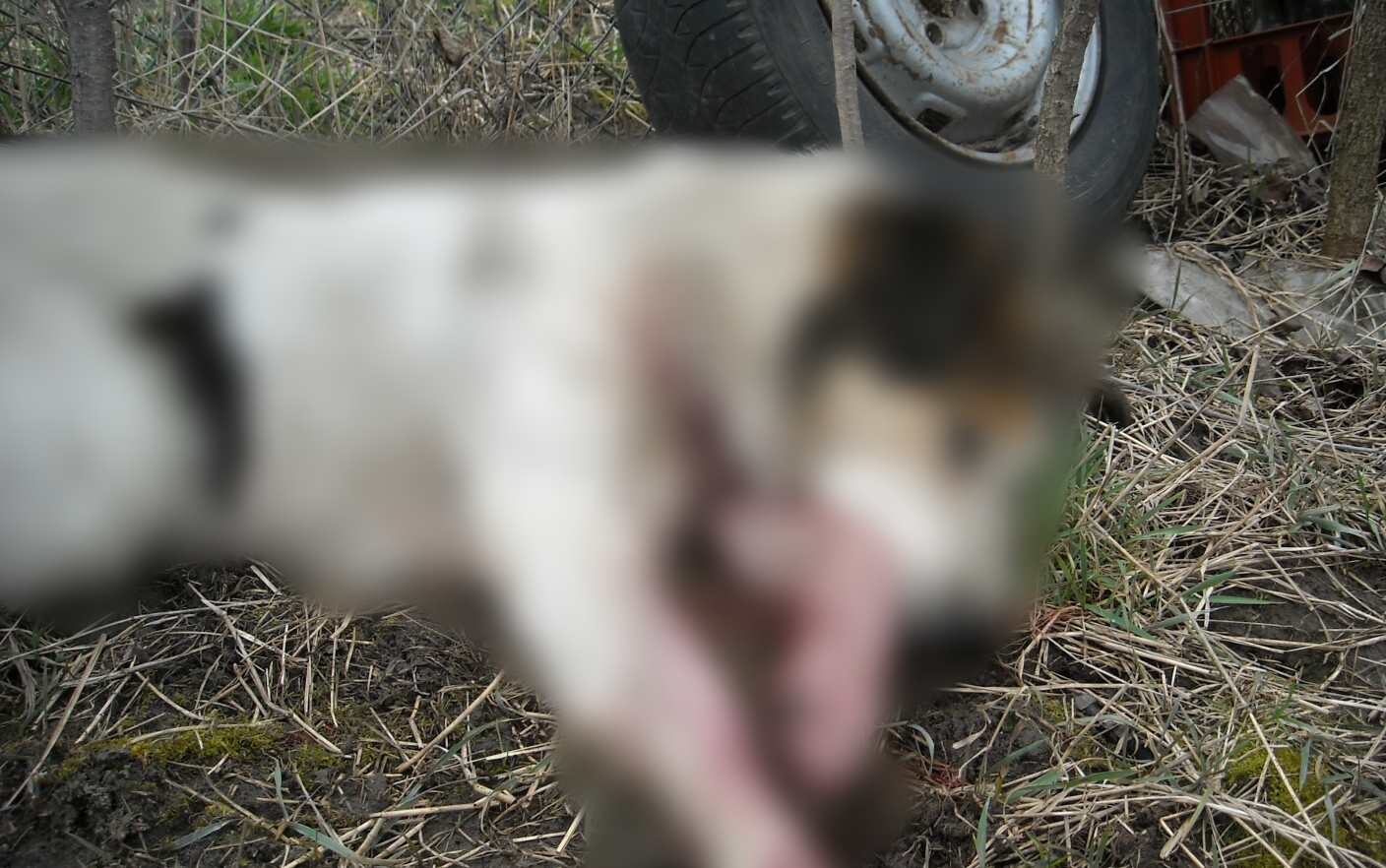 Un individ din Holod a fost retinut dupa ce a omorat cainele vecinei cu o furca, iar in urma cu o luna a dat foc altui caine din vecini