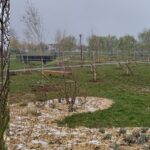 „Plantati in amintire” – un parc inedit in Oradea. Au fost plantati 100 de mesteceni adoptati de oradeni, cu 100 de povesti nemuritoare. Inaugurarea va avea loc maine.