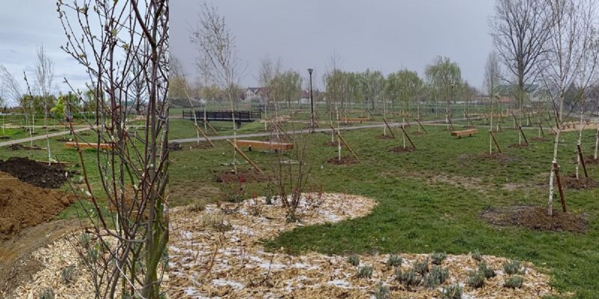 “Plantati in amintire” – un parc inedit in Oradea. Au fost plantati 100 de mesteceni adoptati de oradeni, cu 100 de povesti nemuritoare. Inaugurarea va avea loc maine.