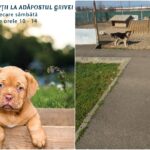 Targ de adoptii la Adapostul Grivei din Oradea. Puteti lua gratis catei cu carnet de sanatate