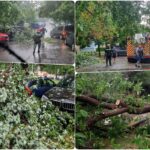 FOTO/VIDEO | Furtuna din aceasta seara a facut ravagii in Oradea. Strazi inundate, copaci cazuti, masini avariate, curti inundate, fire electrice rupte