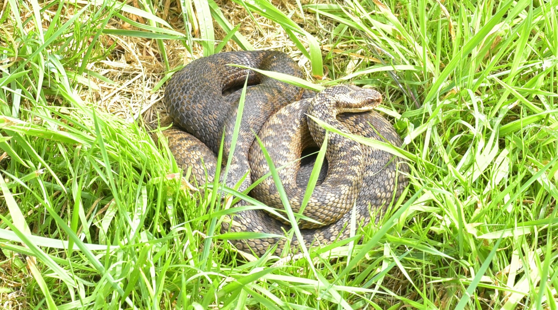 Vipera, pericolul din umbra pentru turistii aflati la munte