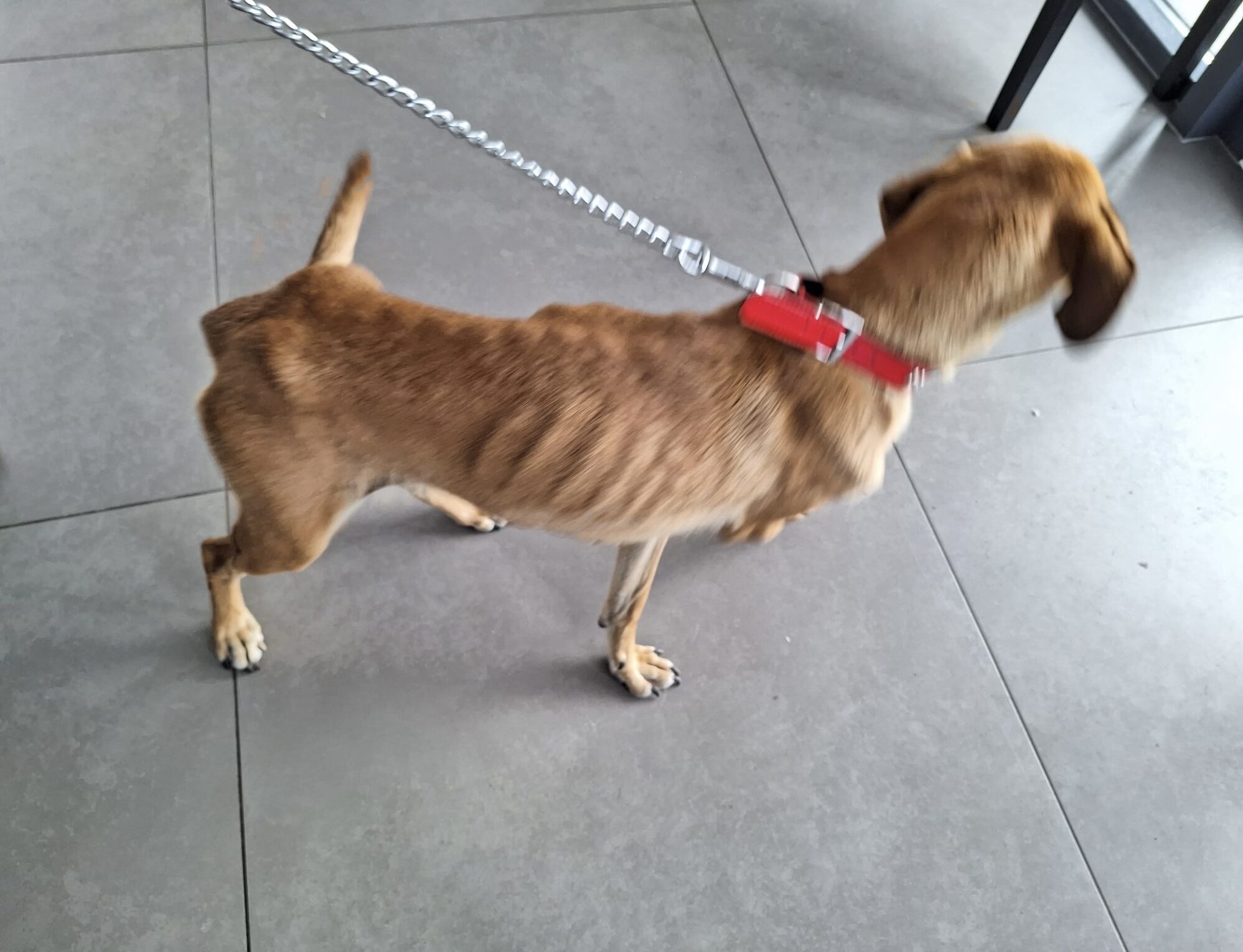 Catelusa de doi ani, care se afla intr-o stare precara,  a fost gasita abandonata de proprietar. Acesta a fost identificat de politisti si amendat cu 8000 de lei