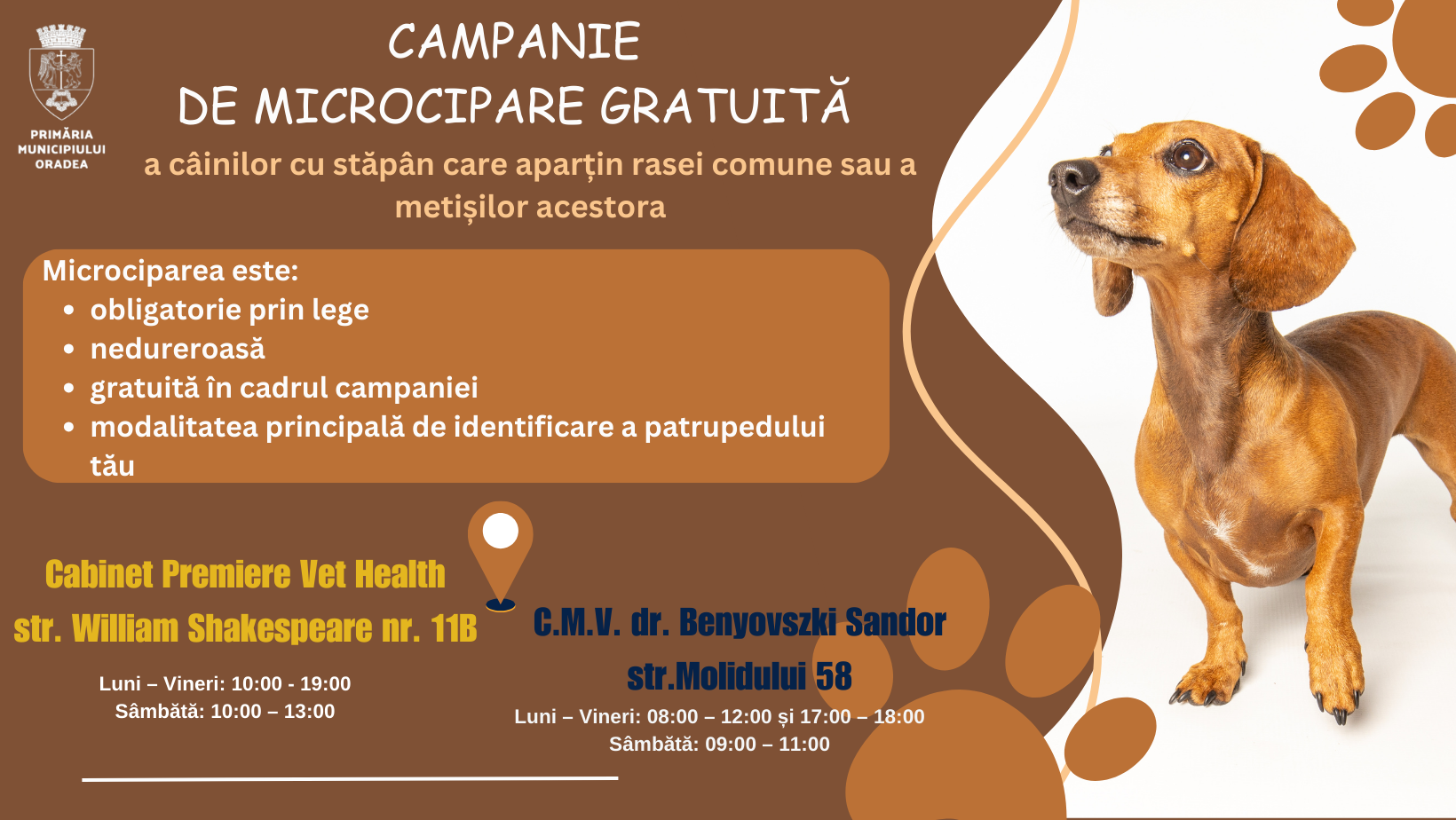 Nu plati amenda, microcipeaza-ti cainele! Vezi cum o poti face