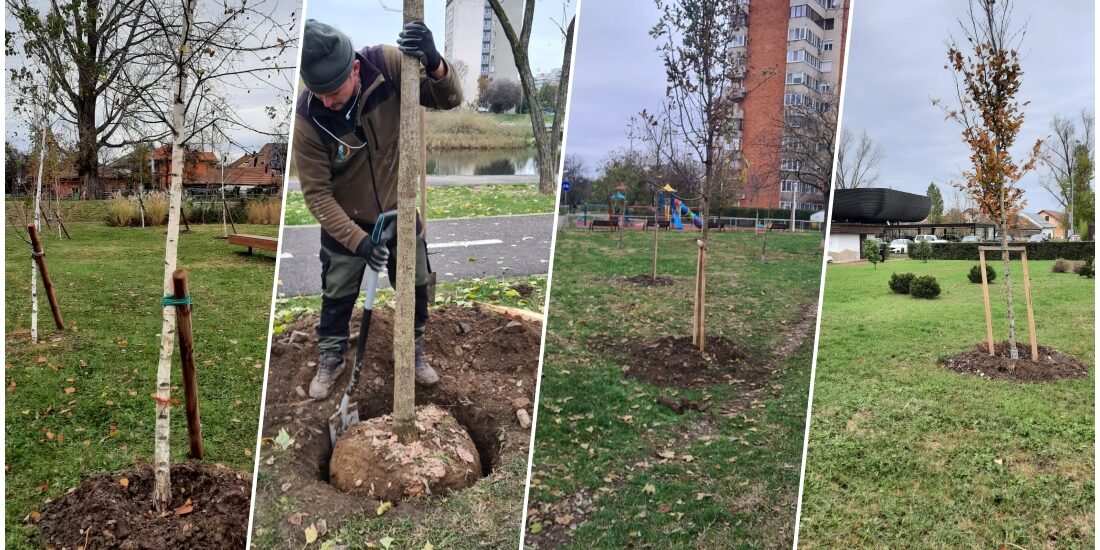 Primaria Oradea a plantat 500 de arbori, in aceasta toamna si va mai planta inca 103 pana in 15 decembrie