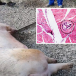 DSP Bihor vine cu recomandari pentru prevenirea imbolnavirii cu trichineloza, avand in vedere perioada in care se sacrifica porci