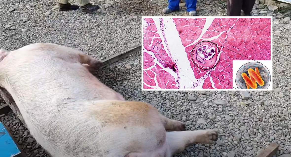 DSP Bihor vine cu recomandari pentru prevenirea imbolnavirii cu trichineloza, avand in vedere perioada in care se sacrifica porci